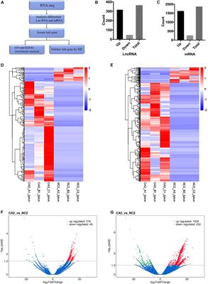 Transcriptional Profiling Reveals the Regulatory Role of DNER in Promoting Pancreatic Neuroendocrine Neoplasms